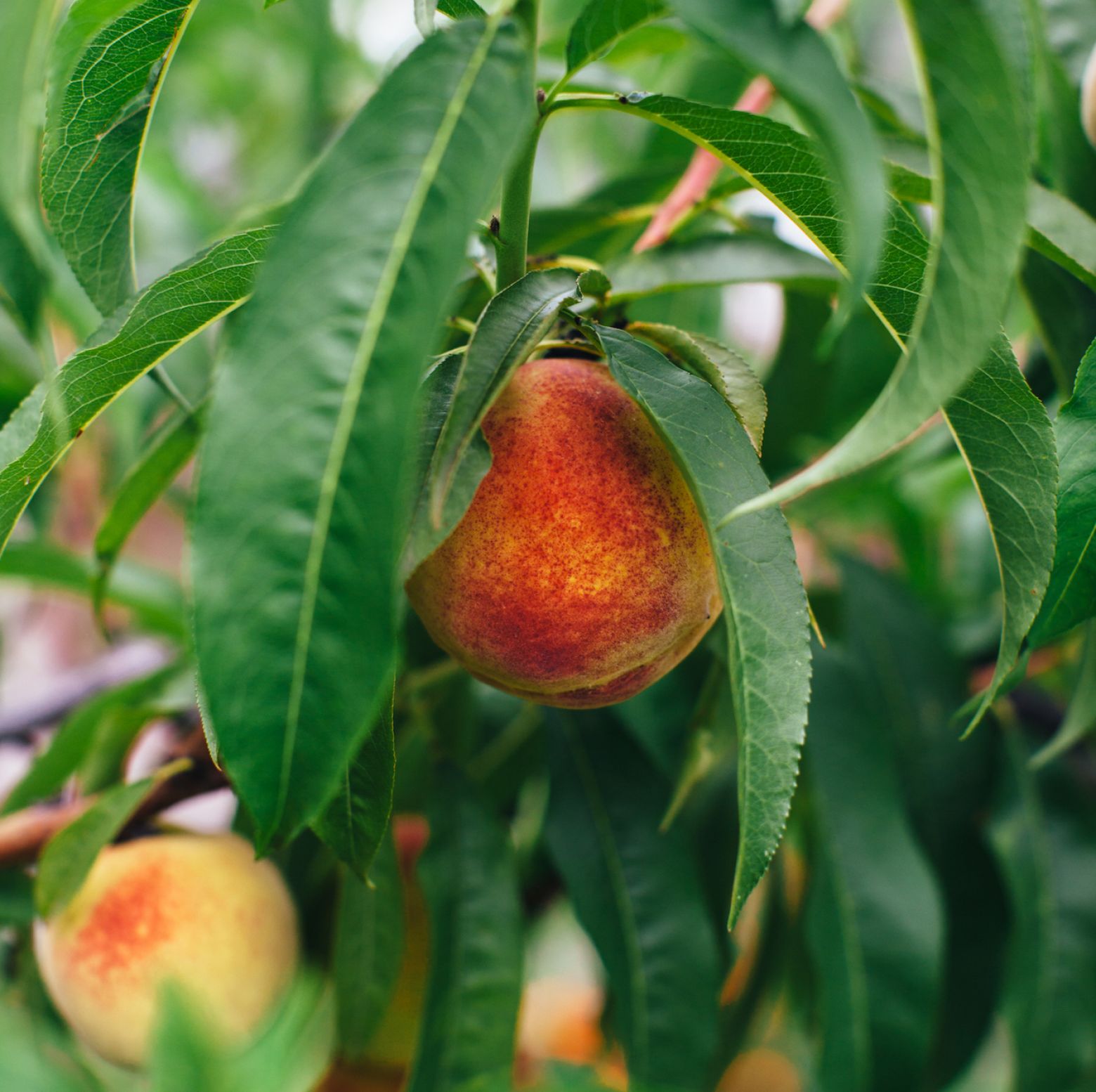 Peach orchard